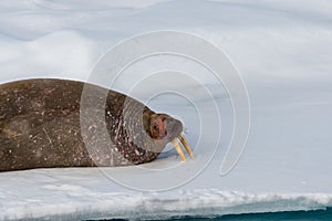 Walrus on ice