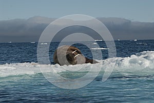 Walrus on an ice floe