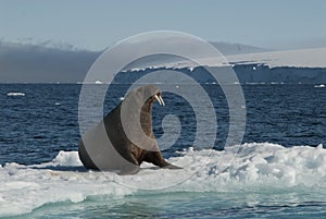 Walrus on an ice floe