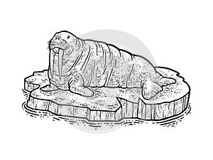 Walrus on ice floe sketch vector illustration