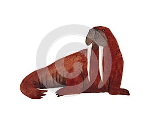 Walrus illustration isolated