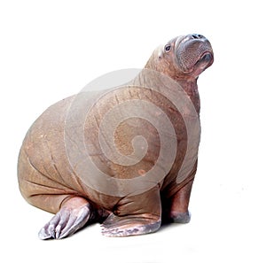 Walrus isolated on white background