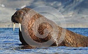 Walrus in Svalbard / Spitsbergen photo