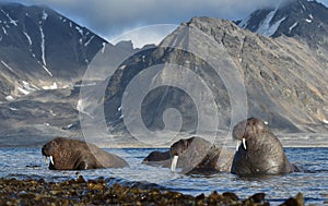 Walrus in Svalbard / Spitsbergen photo