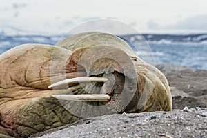 Walrus lies on a stony shore