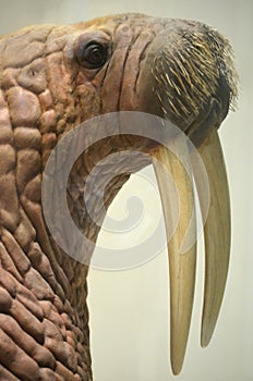 Walrus with Long Tusks