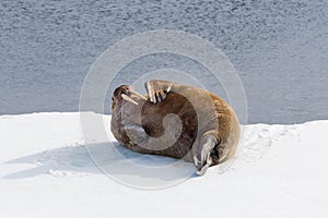 Walrus lying on the pack ice north of Spitsbergen