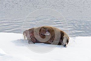 Walrus lying on the pack ice north of Spitsbergen