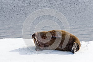 Walrus lying on the pack ice north of Spitsbergen