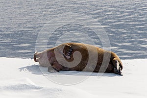 Walrus lying on the pack ice north of Spitsbergen