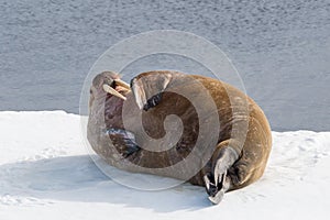 Walrus lying on the pack ice north of Spitsbergen