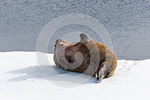 Walrus lying on the pack ice north of Spitsbergen