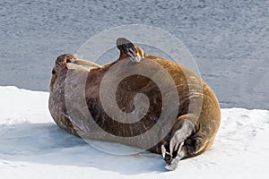 Walrus lying on the pack ice north of Spitsbergen Island