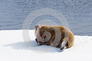 Walrus lying on the pack ice north of Spitsbergen Island