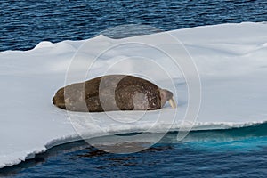 Walrus lying on the pack ice north of Spitsbergen Island, Svalbard