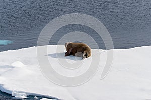 Walrus lying on the pack ice north of Spitsbergen Island, Svalbard