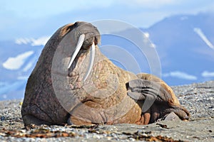 Walrus photo