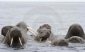 Walrus male and his females. photo