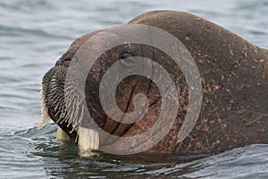 Walrus, Odobenus rosmarus