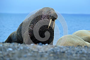 Walrus, Odobenus rosmarus, big animal stick out from blue water on pebble beach, in nature habitat, Svalbard, Norway