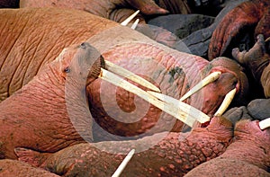 WALRUS odobenus rosmarus, Colony on Rocks, Round Island in Alaska