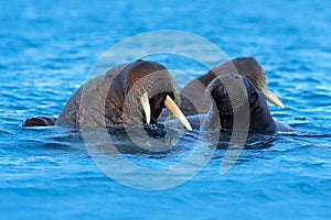 The walrus, Odobenus rosmarus, large flippered marine mammal, in blue water, Svalbard, Norway. Detail portrait of big animal in th