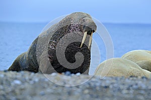 The walrus, Odobenus rosmarus, stick out from blue water on pebble beach, Svalbard, Norway