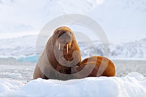 Walrus, Odobenus rosmarus, stick out from blue water on white ice with snow, Svalbard, Norway. Mother with cub. Young walrus with photo