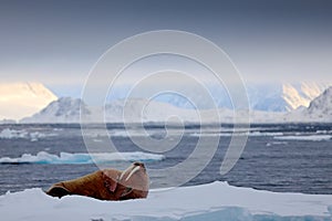 Walrus, Odobenus rosmarus, stick out from blue water on white ice with snow, Svalbard, Norway. Winter landscape with big animal. S