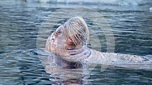 Walrus peacefully swimming on the sea water on its back