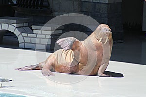 Walrus (Raised Flipper)