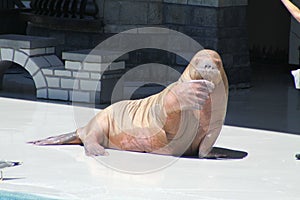 Walrus (Raised Flipper)