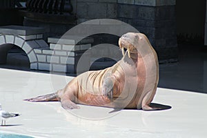 Walrus (raised flipper)