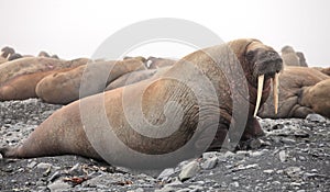 Walrus rookery photo