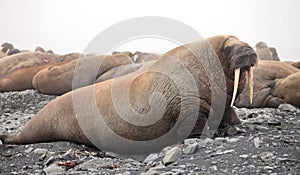 Walrus rookery