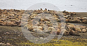 Walrus rookery photo