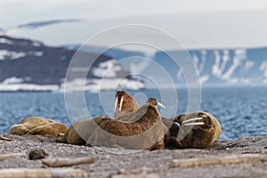 Walrus on the rookery near the sea photo
