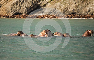 Walrus in Siberai