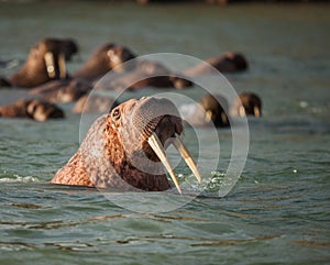 Walrus in Siberai photo