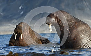 Walrus in Svalbard / Spitsbergen photo