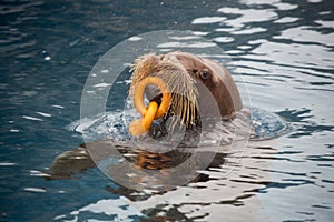 Walrus with a toy.