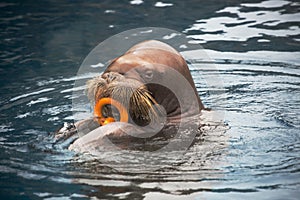 Walrus with a toy.