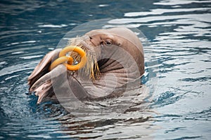 Walrus with a toy.