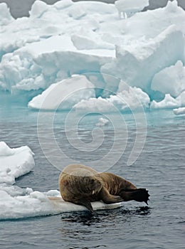 Walrus, Walrus, Odobenus rosmarus,