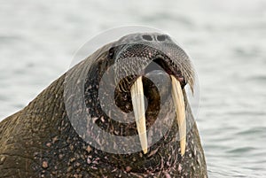 Walrus, Walrus, Odobenus rosmarus,