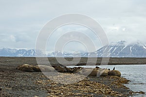 Walrus, Walrus, Odobenus rosmarus,