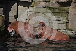 Walrus in the water