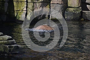 Walrus in the water