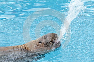 Walrus in water