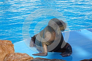 walrus water animal